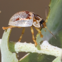 Paropsisterna m-fuscum (Eucalyptus Leaf Beetle) at Yackandandah, VIC - 18 Dec 2023 by KylieWaldon