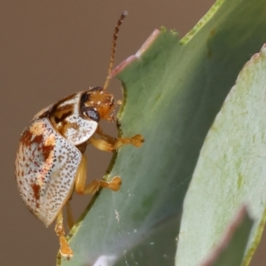 Paropsisterna m-fuscum at Yackandandah, VIC - 19 Dec 2023