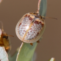 Paropsisterna m-fuscum at Yackandandah, VIC - 19 Dec 2023