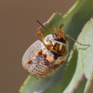 Paropsisterna m-fuscum at Yackandandah, VIC - 19 Dec 2023