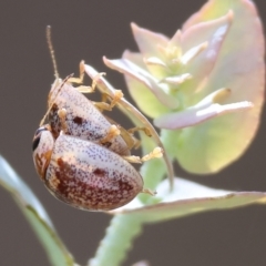 Paropsisterna m-fuscum at Yackandandah, VIC - 19 Dec 2023