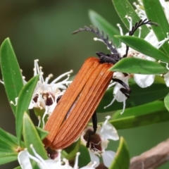 Porrostoma rhipidium (Long-nosed Lycid (Net-winged) beetle) at Yackandandah, VIC - 18 Dec 2023 by KylieWaldon