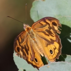 Heteronympha merope (Common Brown Butterfly) at Yackandandah, VIC - 19 Dec 2023 by KylieWaldon