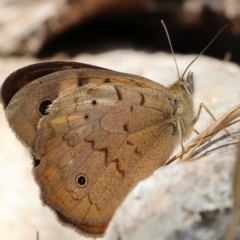 Heteronympha merope at Yackandandah, VIC - 19 Dec 2023 08:32 AM