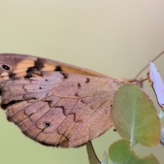 Heteronympha merope at Yackandandah, VIC - 19 Dec 2023