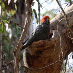 Callocephalon fimbriatum at QPRC LGA - 19 Dec 2023