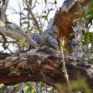 Callocephalon fimbriatum at QPRC LGA - 19 Dec 2023