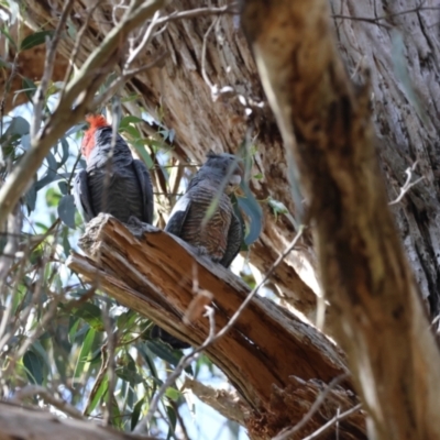 Callocephalon fimbriatum (Gang-gang Cockatoo) at Mongarlowe, NSW - 19 Dec 2023 by LisaH