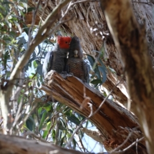 Callocephalon fimbriatum at Mongarlowe, NSW - suppressed