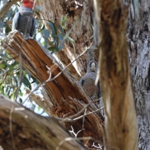 Callocephalon fimbriatum at Mongarlowe, NSW - suppressed