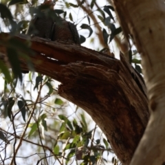 Callocephalon fimbriatum at Mongarlowe, NSW - 19 Dec 2023