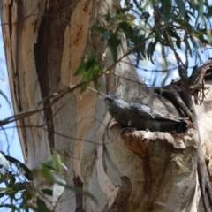 Callocephalon fimbriatum (Gang-gang Cockatoo) at Mongarlowe, NSW - 19 Dec 2023 by LisaH