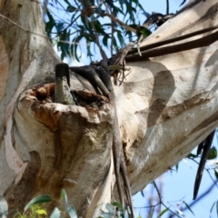 Callocephalon fimbriatum at Mongarlowe, NSW - suppressed