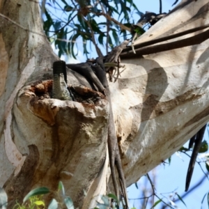 Callocephalon fimbriatum at Mongarlowe, NSW - 19 Dec 2023