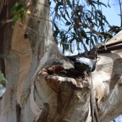 Callocephalon fimbriatum at Mongarlowe, NSW - 19 Dec 2023