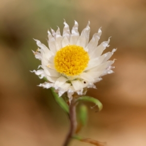 Helichrysum leucopsideum at QPRC LGA - suppressed