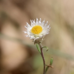 Helichrysum leucopsideum at QPRC LGA - suppressed