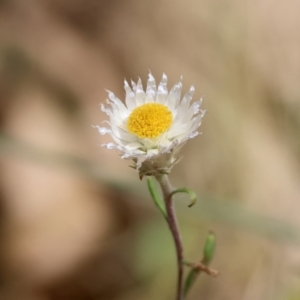 Helichrysum leucopsideum at QPRC LGA - suppressed