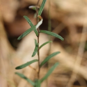 Helichrysum leucopsideum at QPRC LGA - suppressed