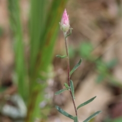 Helichrysum leucopsideum at QPRC LGA - suppressed