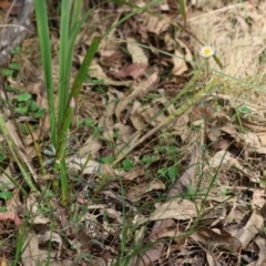 Helichrysum leucopsideum at QPRC LGA - suppressed