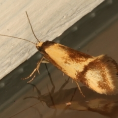 Isomoralla pyrrhoptera (A concealer moth) at Hackett, ACT - 16 Dec 2023 by jb2602