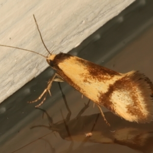 Isomoralla pyrrhoptera at Hackett, ACT - 16 Dec 2023 10:26 PM