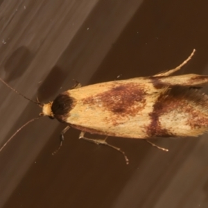 Isomoralla pyrrhoptera at Hackett, ACT - 16 Dec 2023 10:26 PM