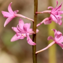 Dipodium roseum (Rosy Hyacinth Orchid) at Mongarlowe River - 18 Dec 2023 by LisaH