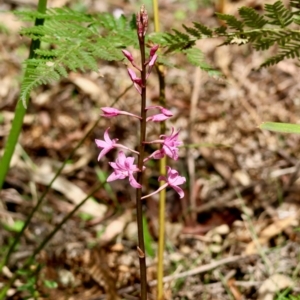 Dipodium roseum at QPRC LGA - 19 Dec 2023