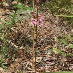 Dipodium roseum at QPRC LGA - 19 Dec 2023