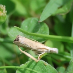 Faveria tritalis at QPRC LGA - suppressed