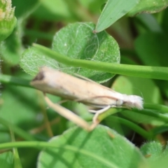 Faveria tritalis at QPRC LGA - suppressed