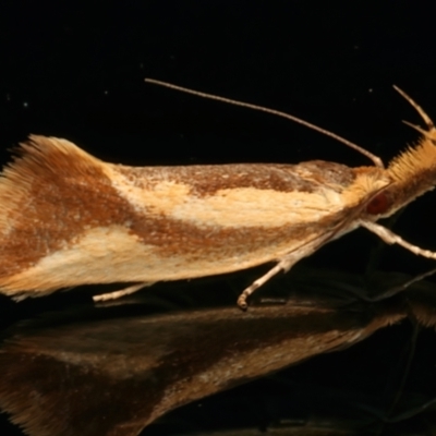 Thema psammoxantha (A concealer moth) at Ainslie, ACT - 16 Dec 2023 by jb2602