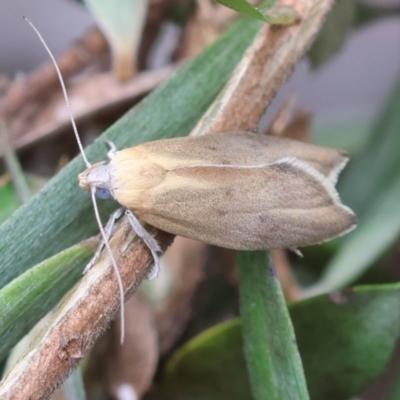 Unidentified Curved-horn moth (all Gelechioidea except Oecophoridae) at QPRC LGA - 19 Dec 2023 by LisaH