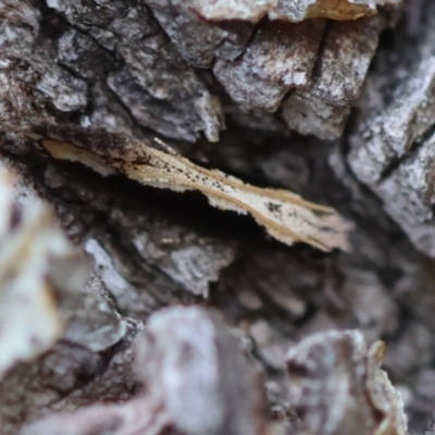 Erechthias diaphora (A Tineid moth (Erechthiinae) at QPRC LGA - 19 Dec 2023 by LisaH