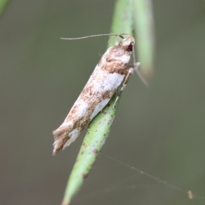 Macrobathra desmotoma at QPRC LGA - 19 Dec 2023