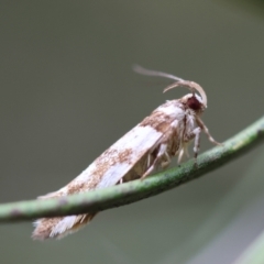 Macrobathra desmotoma at QPRC LGA - 19 Dec 2023