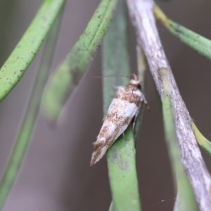 Macrobathra desmotoma at QPRC LGA - 19 Dec 2023