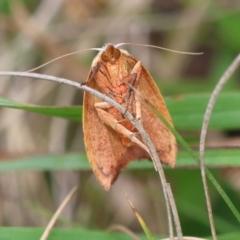 Tortricopsis uncinella (A concealer moth) at Mongarlowe, NSW - 19 Dec 2023 by LisaH