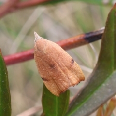 Tortricopsis uncinella at QPRC LGA - suppressed