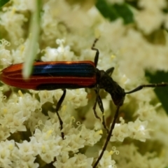 Stenoderus suturalis (Stinking Longhorn) at QPRC LGA - 19 Dec 2023 by LisaH