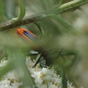 Stenoderus suturalis at QPRC LGA - 19 Dec 2023