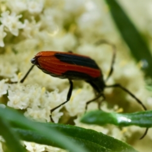 Stenoderus suturalis at QPRC LGA - 19 Dec 2023