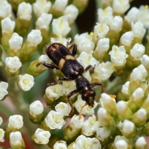 Eleale pulchra at QPRC LGA - suppressed