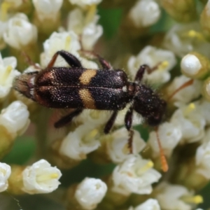 Eleale pulchra at QPRC LGA - suppressed