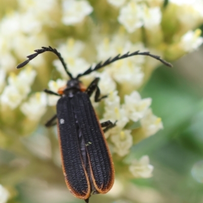 Achras limbatum (A net-winged beetle) at Mongarlowe River - 18 Dec 2023 by LisaH