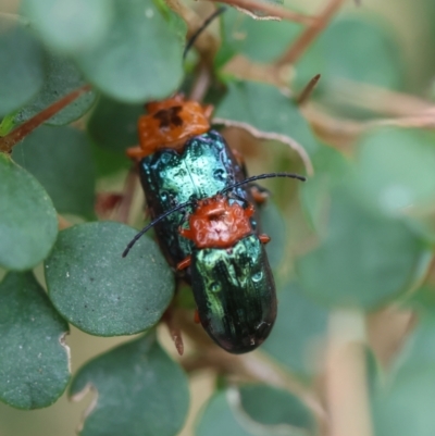 Lamprolina (genus) (Pittosporum leaf beetle) at Mongarlowe, NSW - 19 Dec 2023 by LisaH