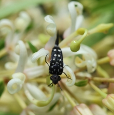 Mordella dumbrelli (Dumbrell's Pintail Beetle) at Mongarlowe River - 19 Dec 2023 by LisaH