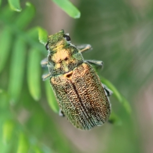 Diphucephala sp. (genus) at QPRC LGA - suppressed